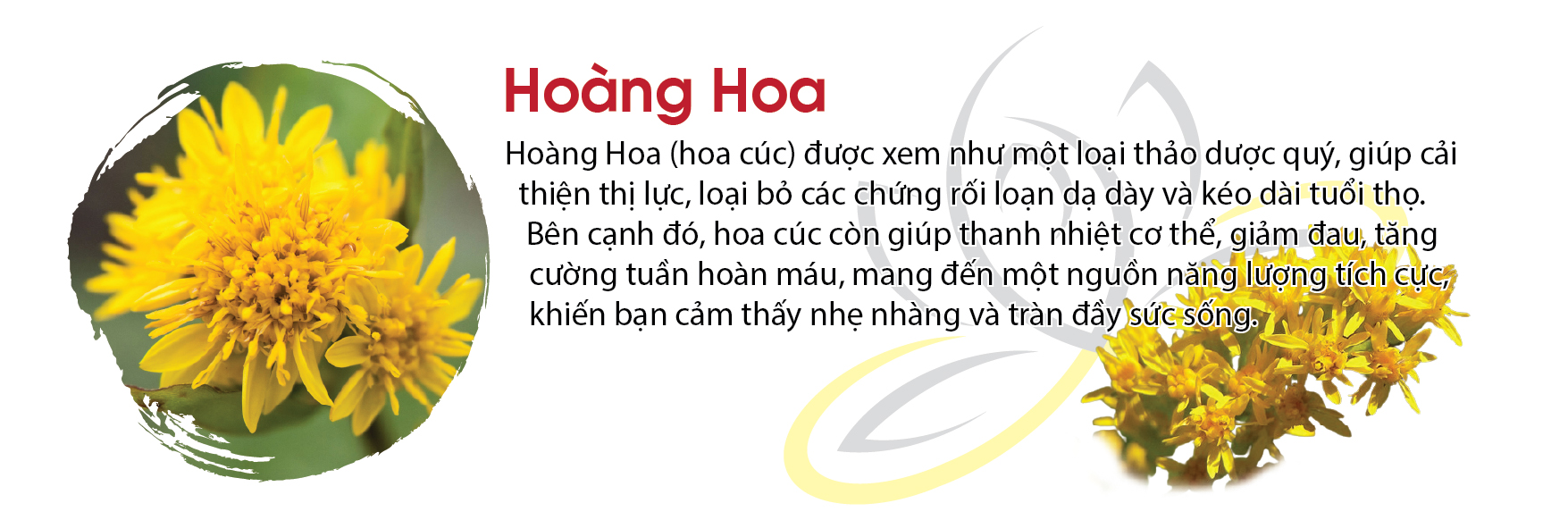 5-hoang-hoa