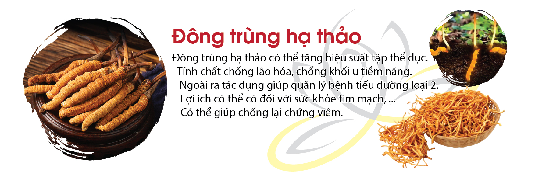 6-dong-trung-ha-thao